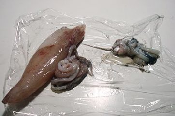 Calamari ripieni 1